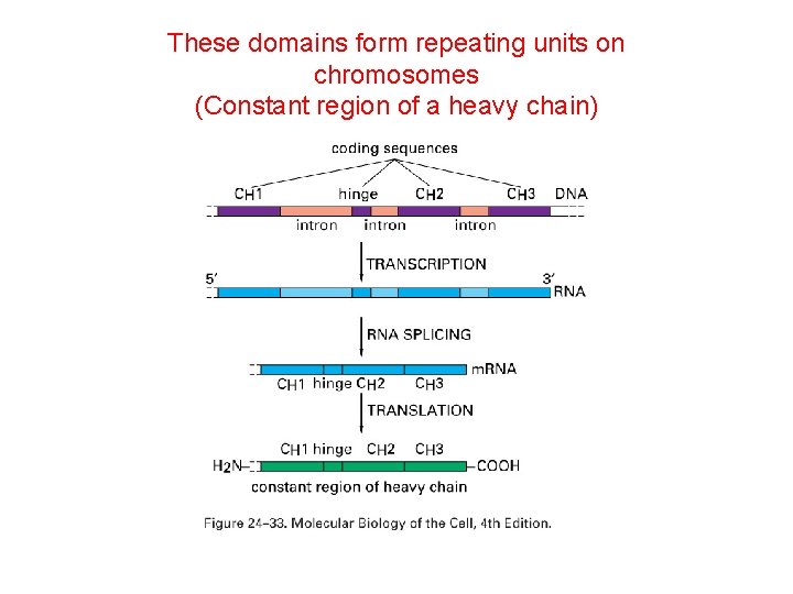 These domains form repeating units on chromosomes (Constant region of a heavy chain) 