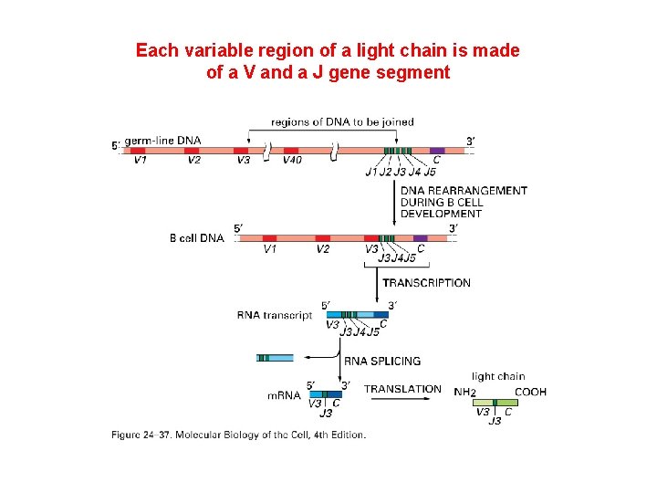 Each variable region of a light chain is made of a V and a
