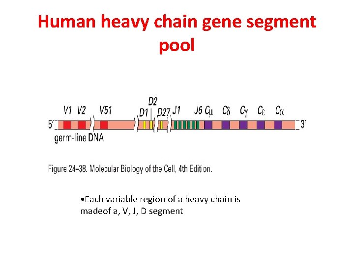 Human heavy chain gene segment pool • Each variable region of a heavy chain