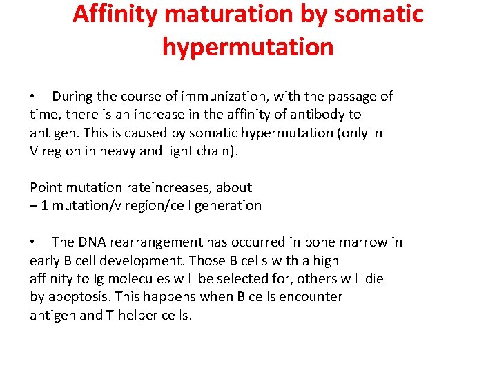 Affinity maturation by somatic hypermutation • During the course of immunization, with the passage