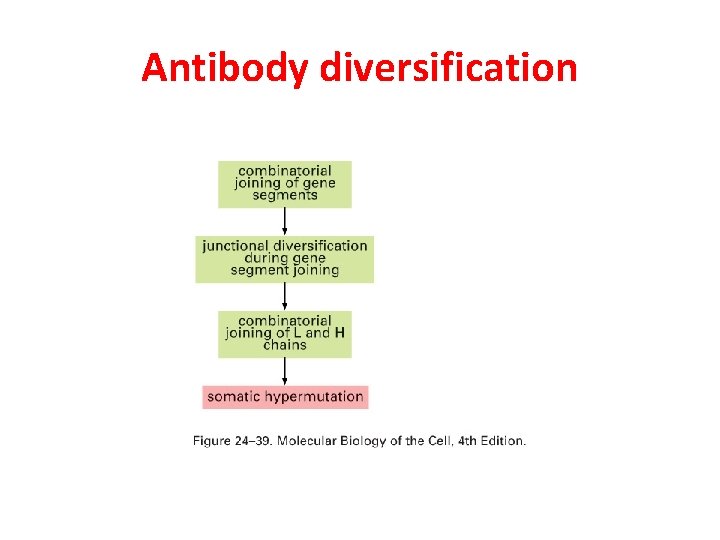 Antibody diversification 
