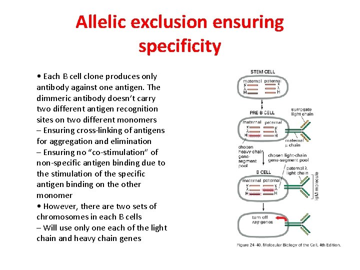 Allelic exclusion ensuring specificity • Each B cell clone produces only antibody against one