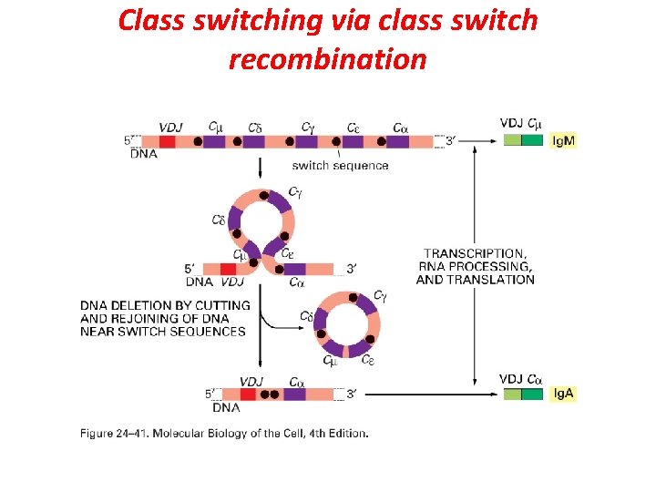 Class switching via class switch recombination 