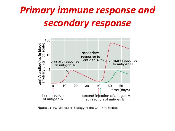 Primary immune response and secondary response 