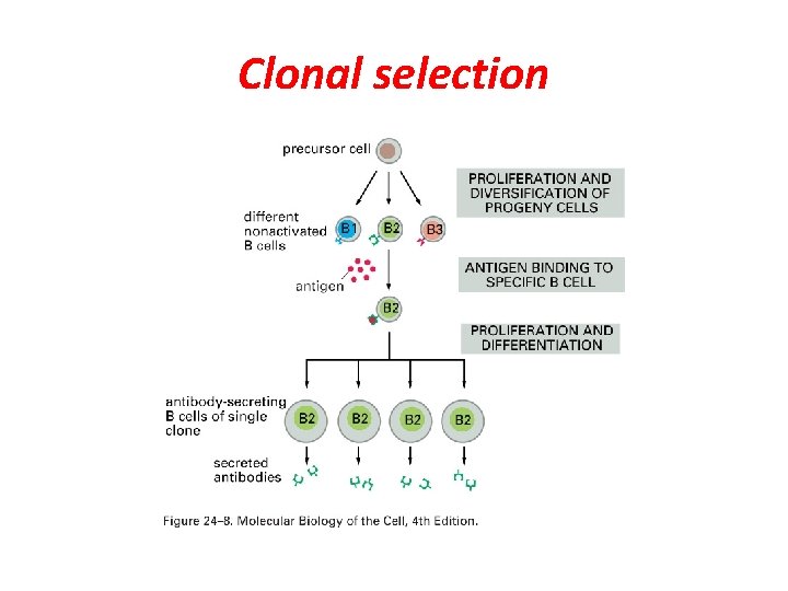 Clonal selection 