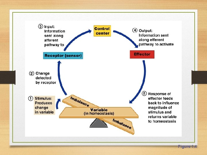 Overview of Homeostasis Figure 1. 4 Overview of Homeostasis Figure 1. 4