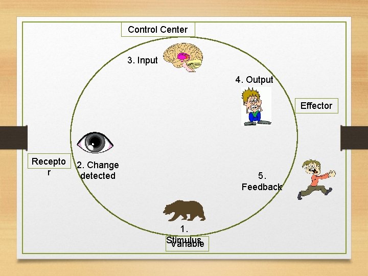 Control Center 3. Input 4. Output Effector Recepto r 2. Change detected 5. Feedback Control Center 3. Input 4. Output Effector Recepto r 2. Change detected 5. Feedback