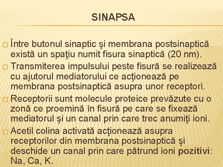 SINAPSA � Între butonul sinaptic şi membrana postsinaptică există un spaţiu numit fisura sinaptică