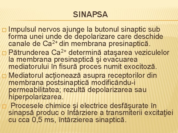 SINAPSA � Impulsul nervos ajunge la butonul sinaptic sub forma unei unde de depolarizare