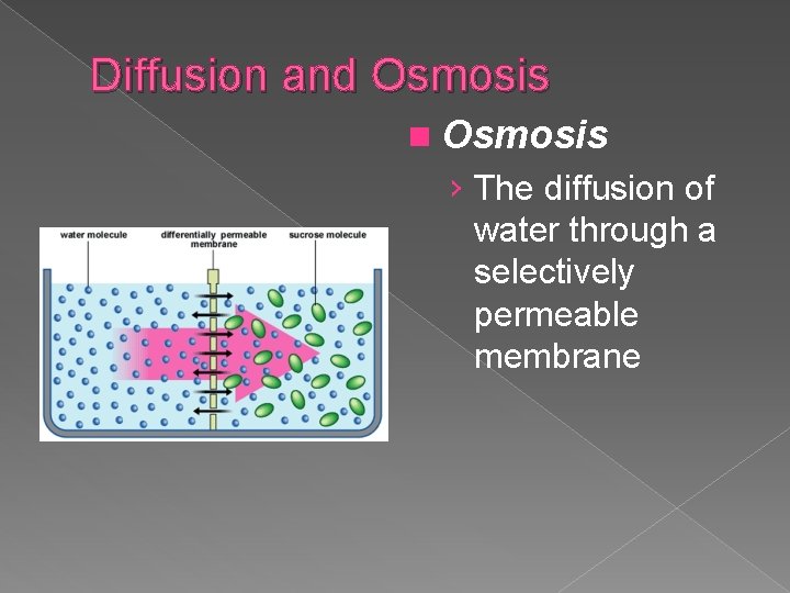Diffusion and Osmosis n Osmosis › The diffusion of water through a selectively permeable
