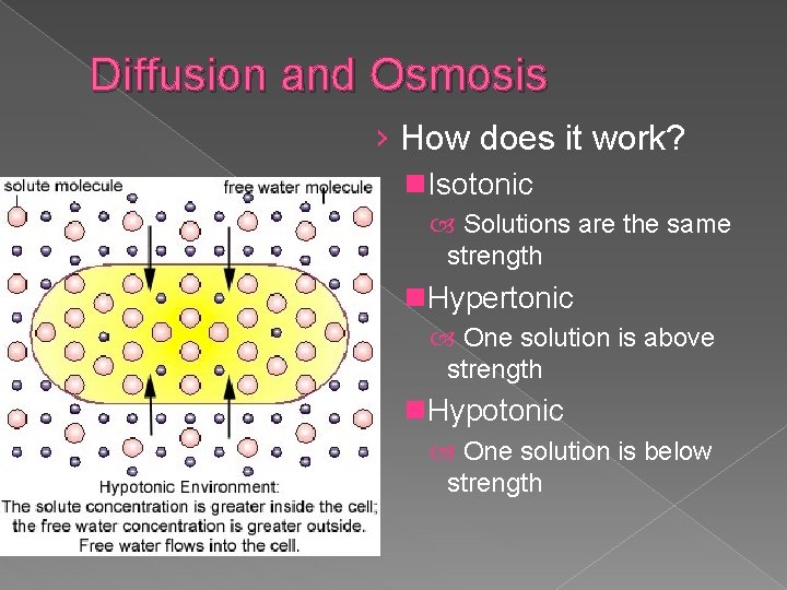 Diffusion and Osmosis › How does it work? n. Isotonic Solutions are the same