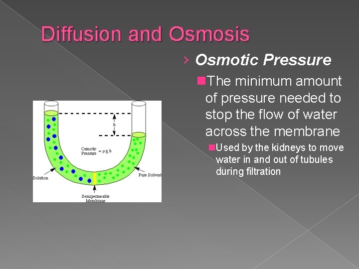Diffusion and Osmosis › Osmotic Pressure n. The minimum amount of pressure needed to
