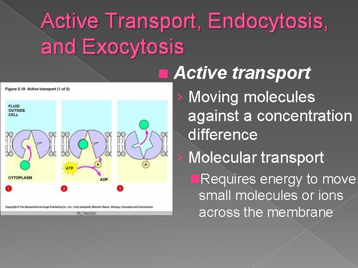 Active Transport, Endocytosis, and Exocytosis n Active transport › Moving molecules against a concentration