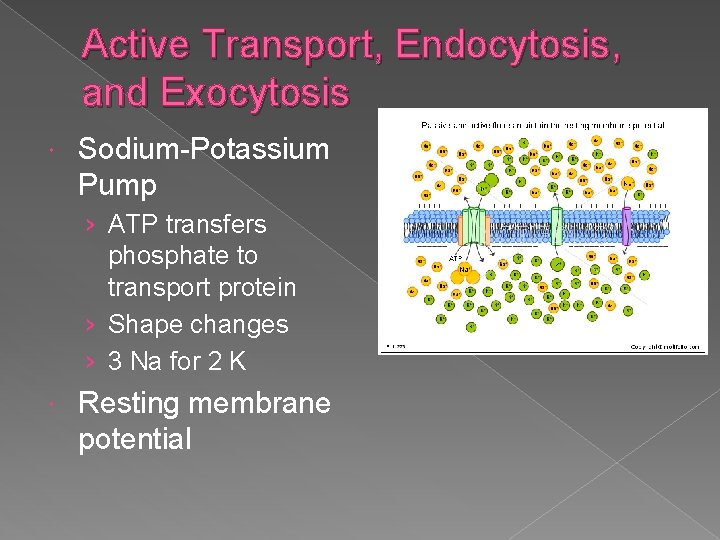 Active Transport, Endocytosis, and Exocytosis Sodium-Potassium Pump › ATP transfers phosphate to transport protein