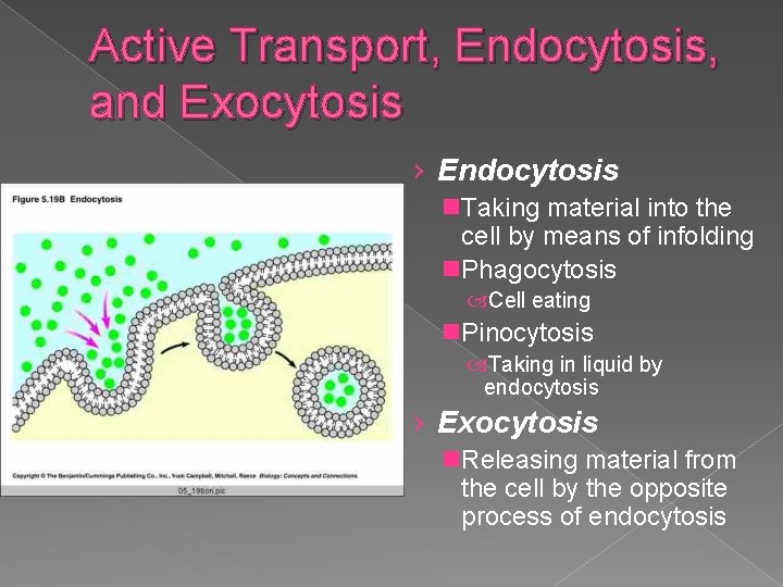 Active Transport, Endocytosis, and Exocytosis › Endocytosis n. Taking material into the cell by