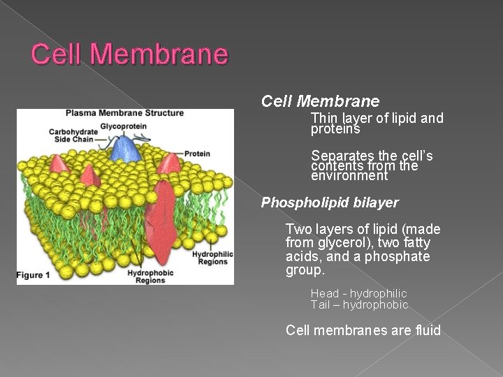 Cell Membrane Thin layer of lipid and proteins Separates the cell’s contents from the