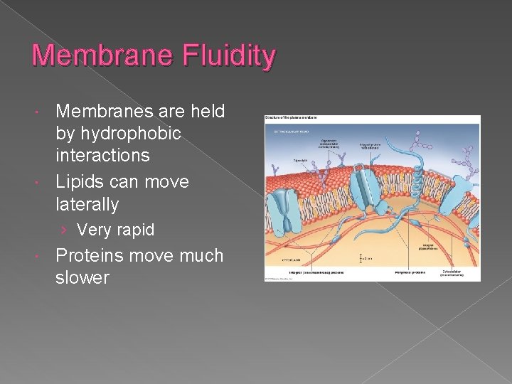 Membrane Fluidity Membranes are held by hydrophobic interactions Lipids can move laterally › Very