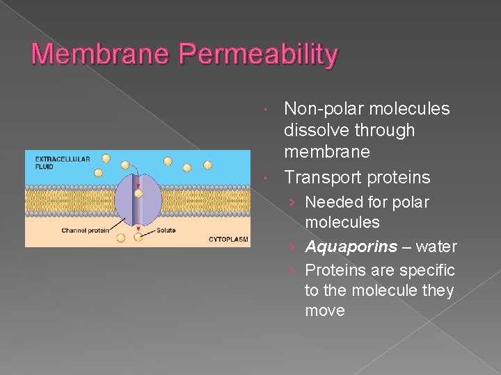 Membrane Permeability Non-polar molecules dissolve through membrane Transport proteins › Needed for polar molecules
