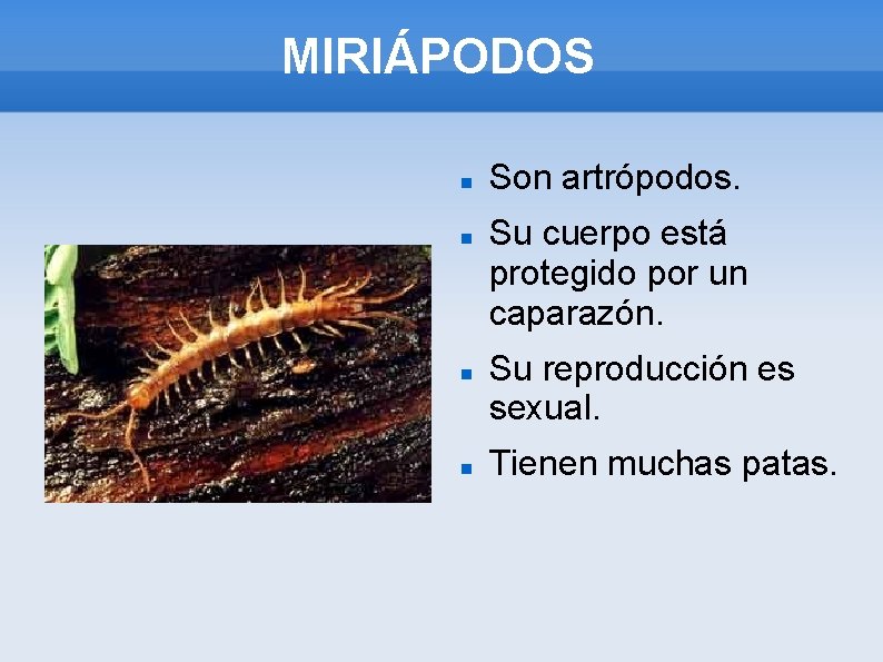 MIRIÁPODOS Son artrópodos. Su cuerpo está protegido por un caparazón. Su reproducción es sexual.