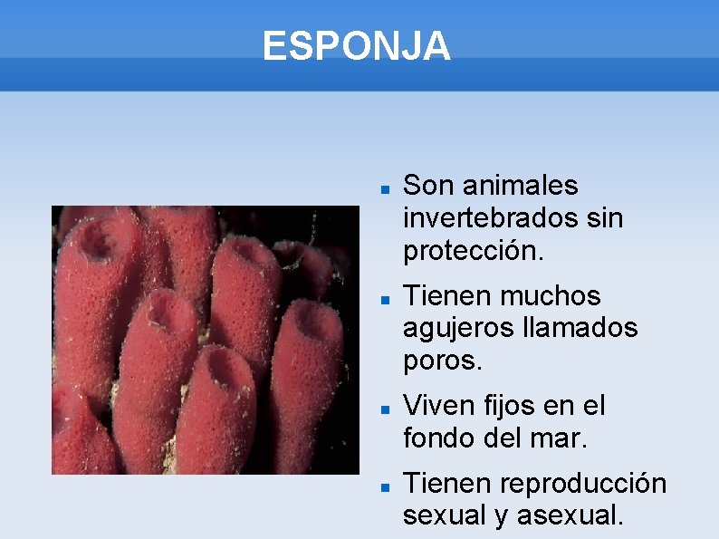 ESPONJA Son animales invertebrados sin protección. Tienen muchos agujeros llamados poros. Viven fijos en