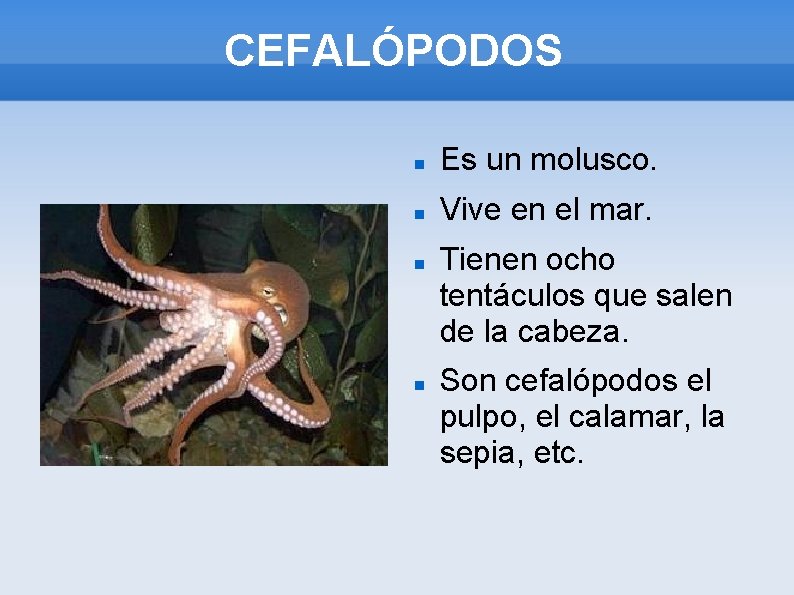CEFALÓPODOS Es un molusco. Vive en el mar. Tienen ocho tentáculos que salen de