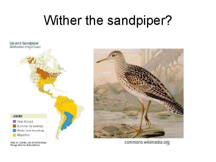 Wither the sandpiper? commons. wikimedia. org 