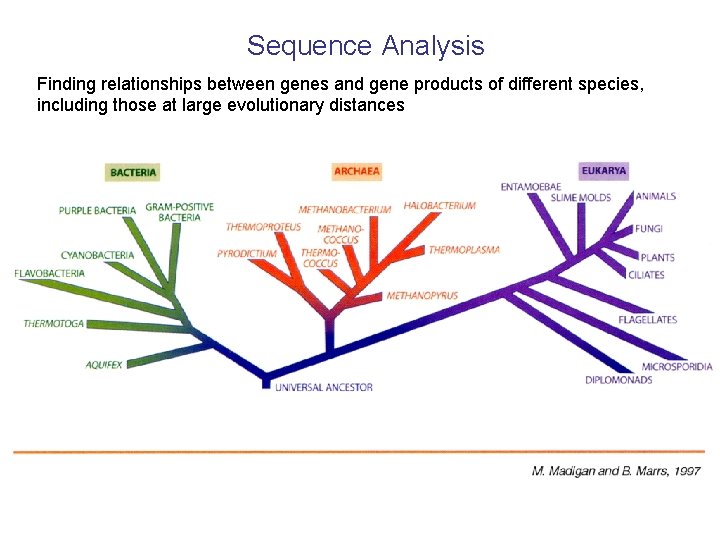 Sequence Analysis Finding relationships between genes and gene products of different species, including those