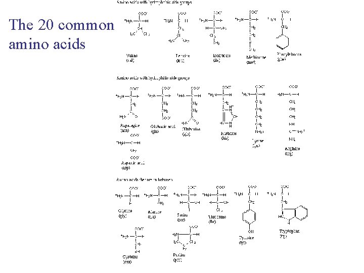 The 20 common amino acids 