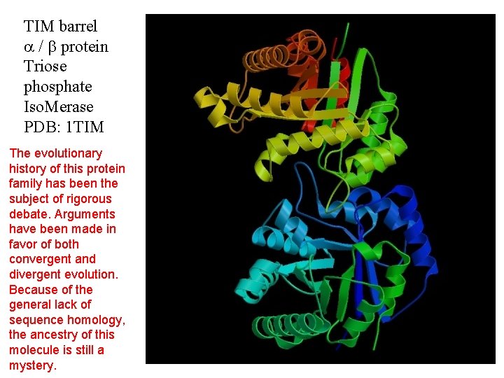 TIM barrel / protein Triose phosphate Iso. Merase PDB: 1 TIM The evolutionary history