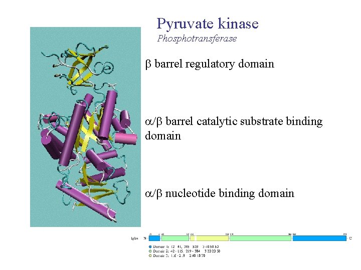 Pyruvate kinase Phosphotransferase barrel regulatory domain / barrel catalytic substrate binding domain / nucleotide