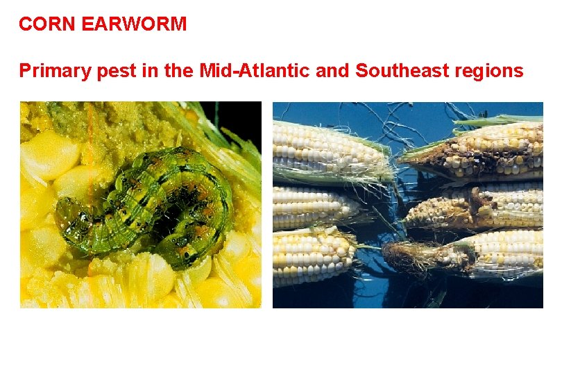 CORN EARWORM Primary pest in the Mid-Atlantic and Southeast regions 