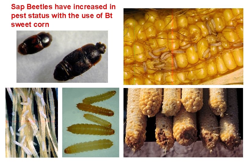 Sap Beetles have increased in pest status with the use of Bt sweet corn
