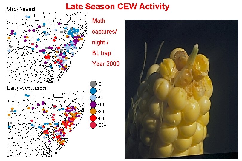 Mid-August Late Season CEW Activity Moth captures/ night / BL trap Year 2000 Early-September