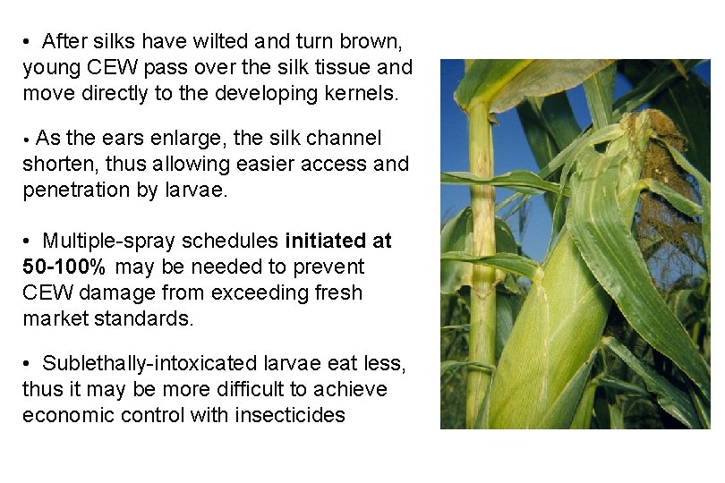  • After silks have wilted and turn brown, young CEW pass over the