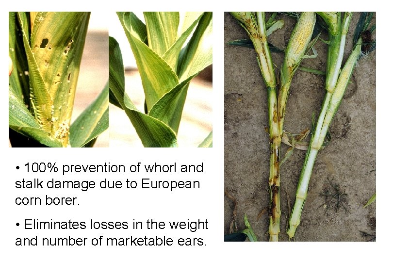  • 100% prevention of whorl and stalk damage due to European corn borer.