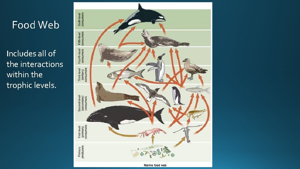 Food Web Includes all of the interactions within the trophic levels. 