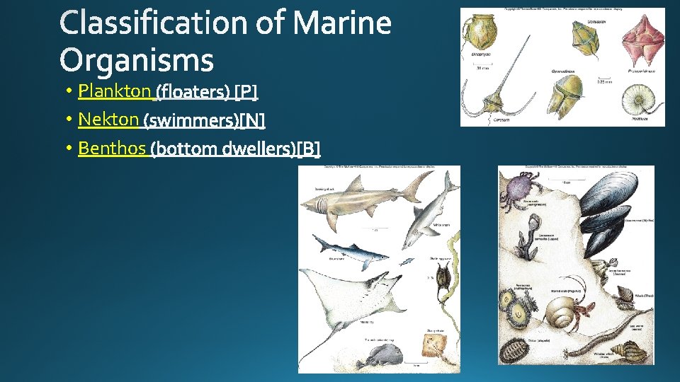  • Plankton • Nekton • Benthos 