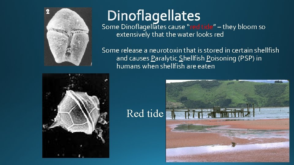 Some Dinoflagellates cause “red tide” – they bloom so extensively that the water looks