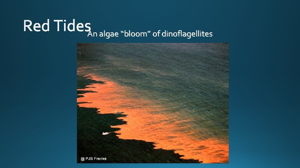 An algae “bloom” of dinoflagellites 