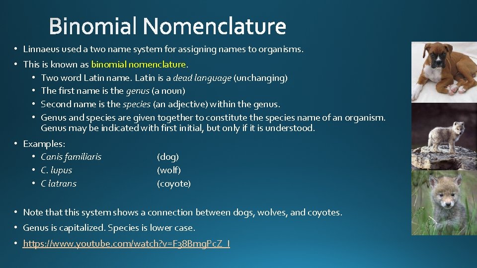  • Linnaeus used a two name system for assigning names to organisms. •