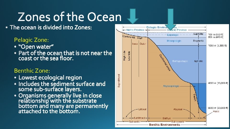 Pelagic Zone: Benthic Zone: 