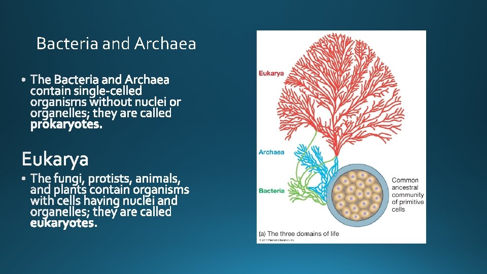 Bacteria and Archaea 