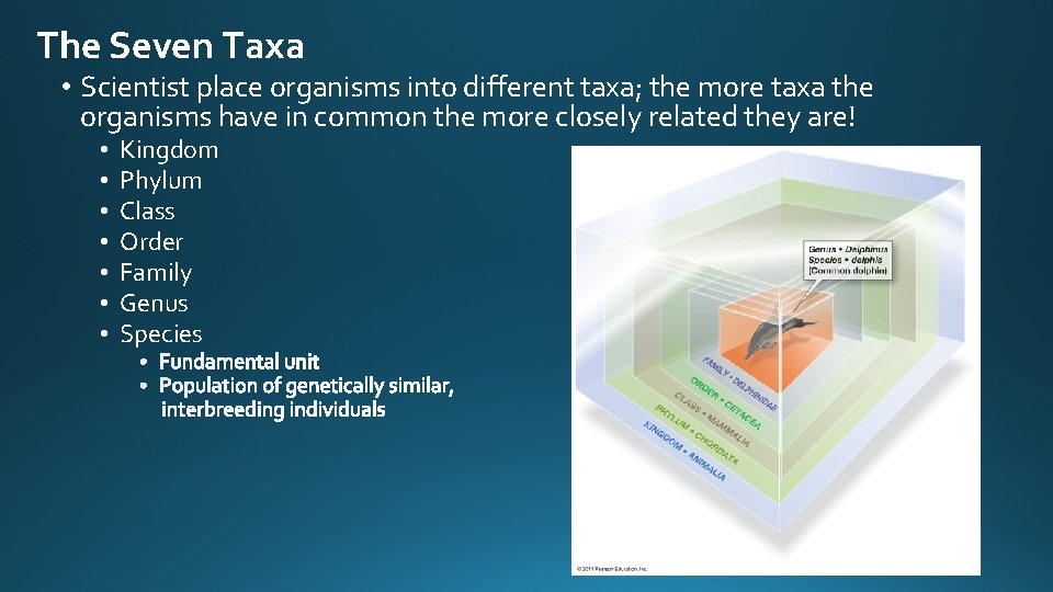 The Seven Taxa • Scientist place organisms into different taxa; the more taxa the