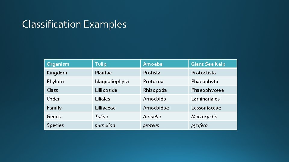 Classification Examples Organism Tulip Amoeba Giant Sea Kelp Kingdom Plantae Protista Protoctista Phylum Magnoliophyta
