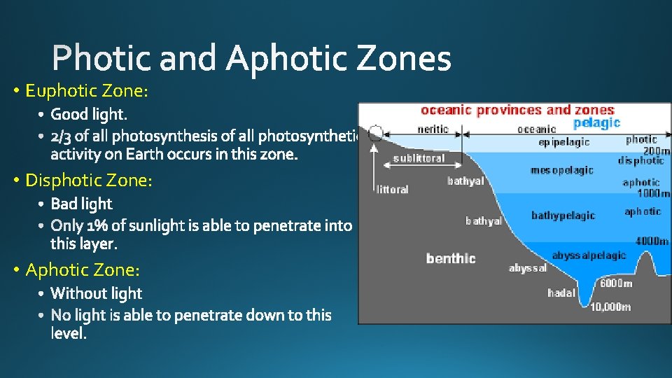  • Euphotic Zone: • Disphotic Zone: • Aphotic Zone: 