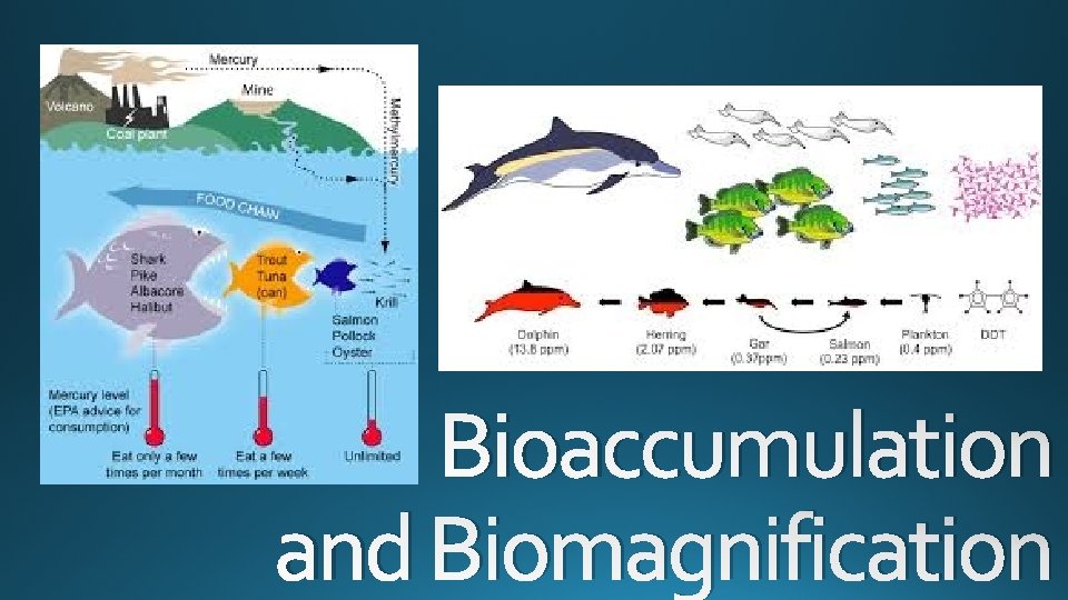 Bioaccumulation and Biomagnification 