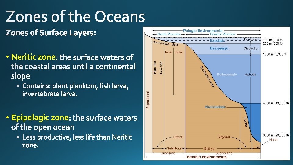  • Neritic zone • Epipelagic zone 