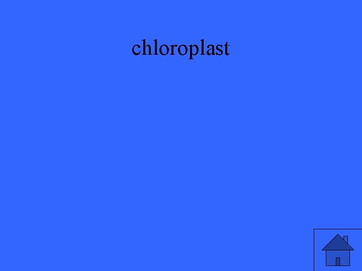 chloroplast 