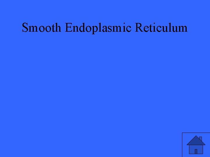 Smooth Endoplasmic Reticulum 