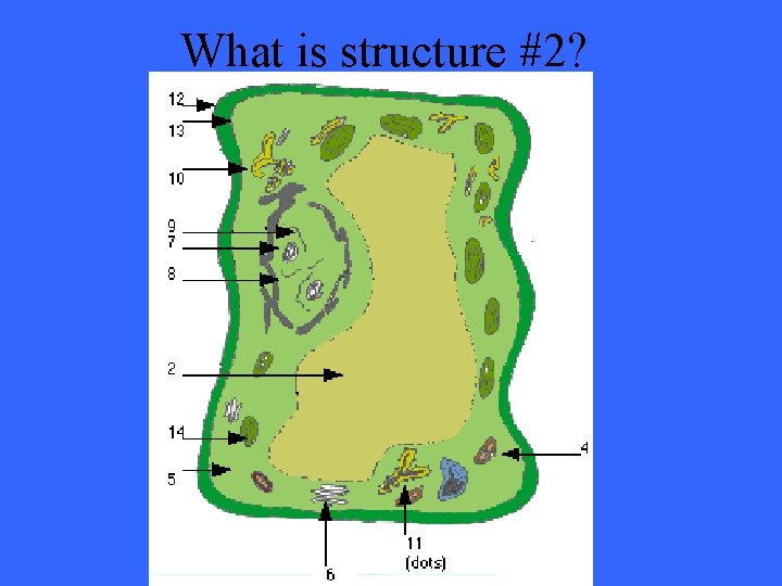 What is structure #2? 
